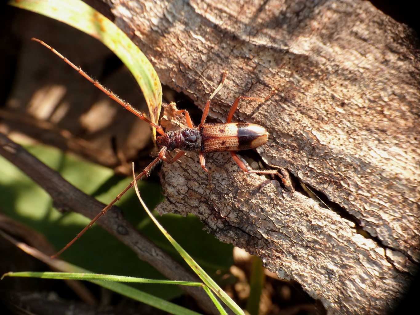 Phoracantha recurva (Cerambycidae) a Ostia Antica